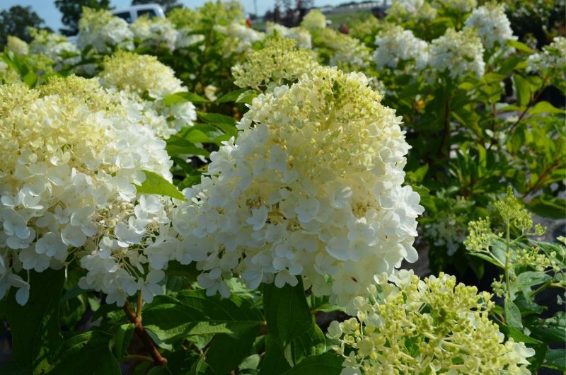 hydrangea ruby snow Cplantsnouv45