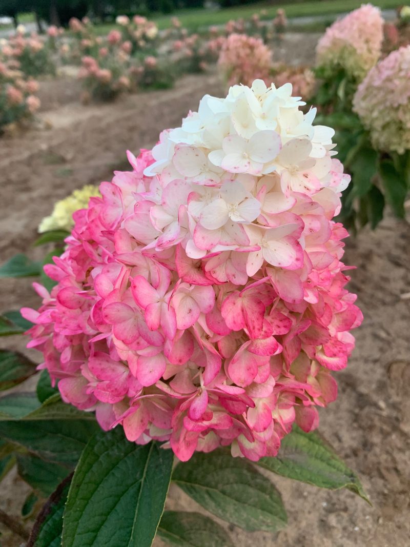 hydrangea ruby snow Cplantsnouv46