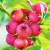 Pink Lemonade Blueberry Plant