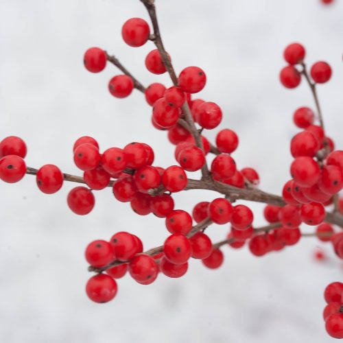 ilex ver berry poppins 2 CPW