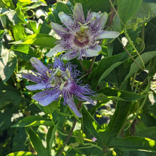 passiflora incaranata ars8.50