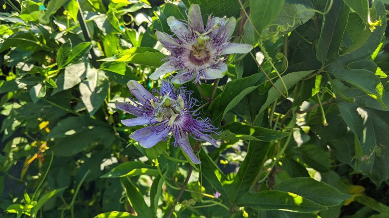 passiflora incaranata ars8.50