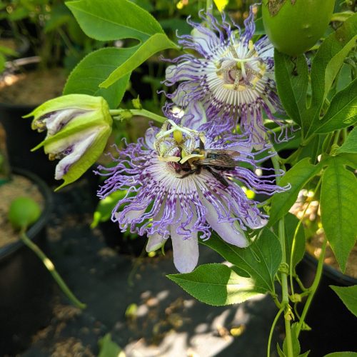 passiflora incaranata ars803