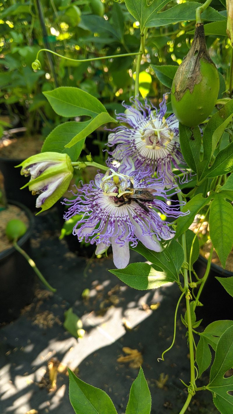 passiflora incaranata ars803