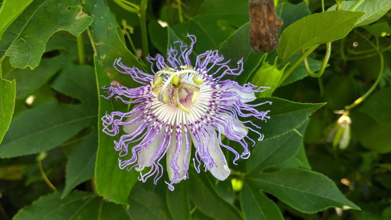 passiflora incaranata ars811