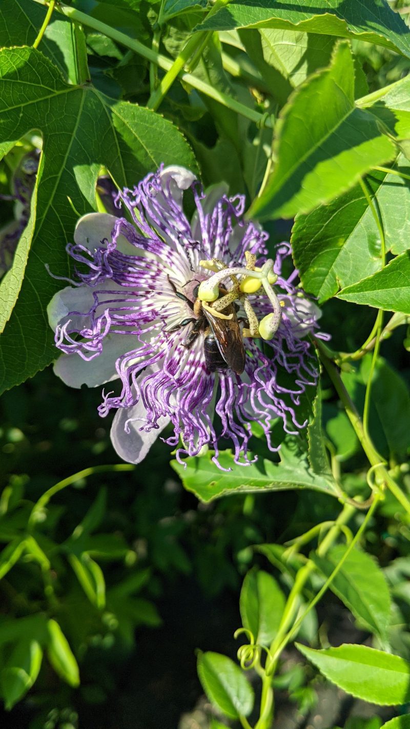 passiflora incaranata ars833