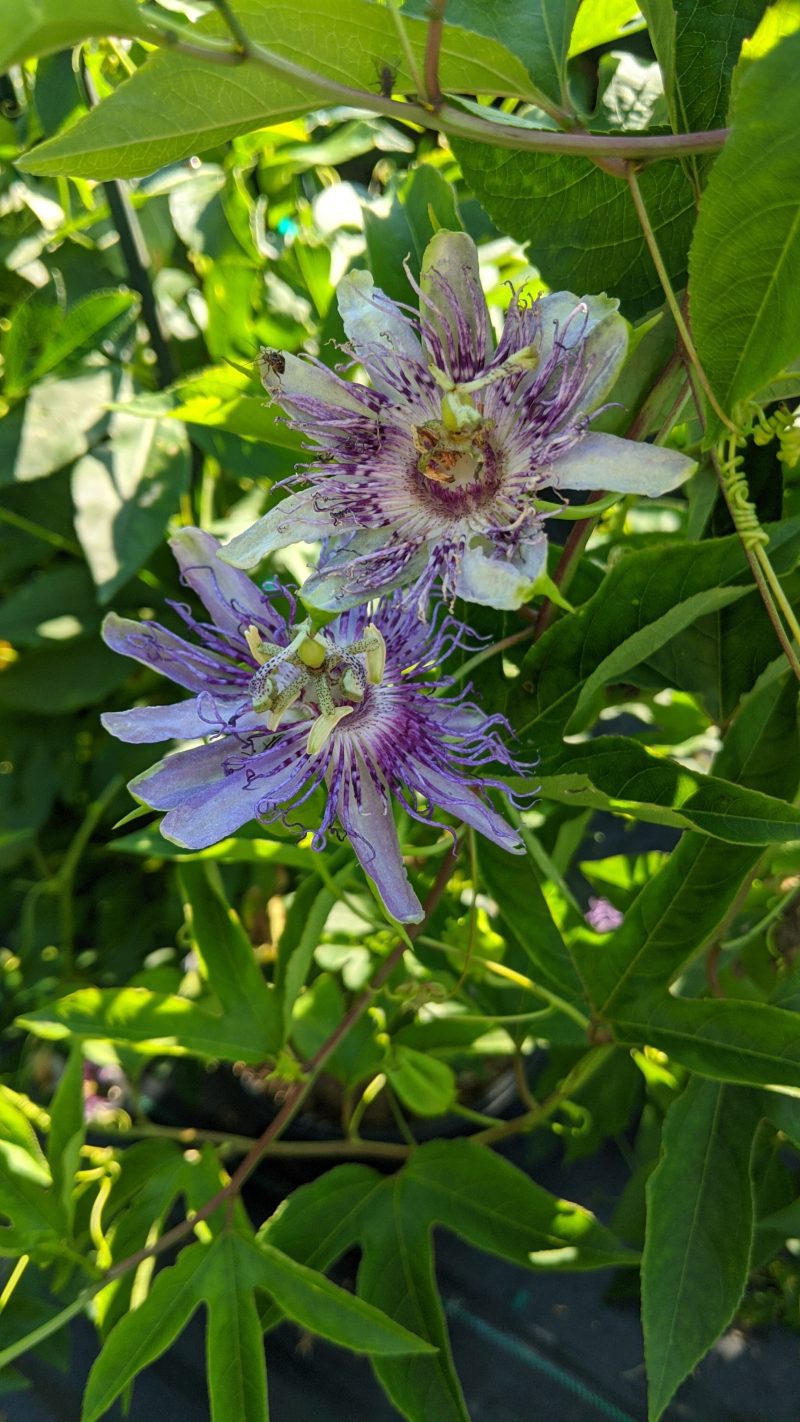 passiflora incaranata ars86