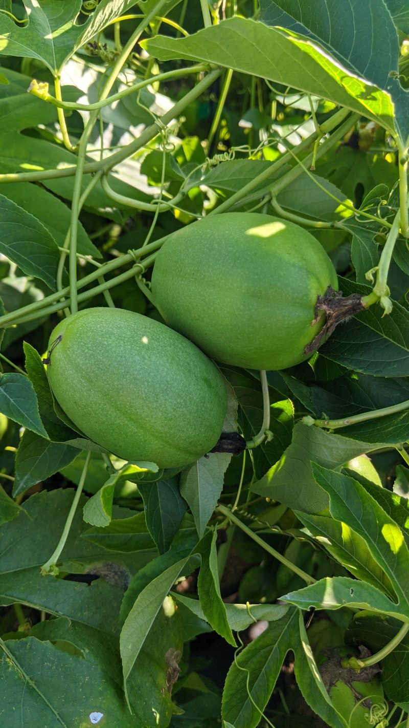 passiflora incaranata ars8928fruit