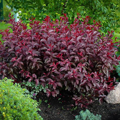 purple leaf sand cherry 1