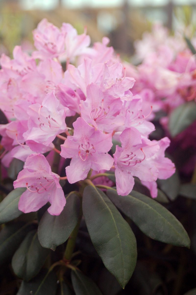 rhododendron englishroseum ars75