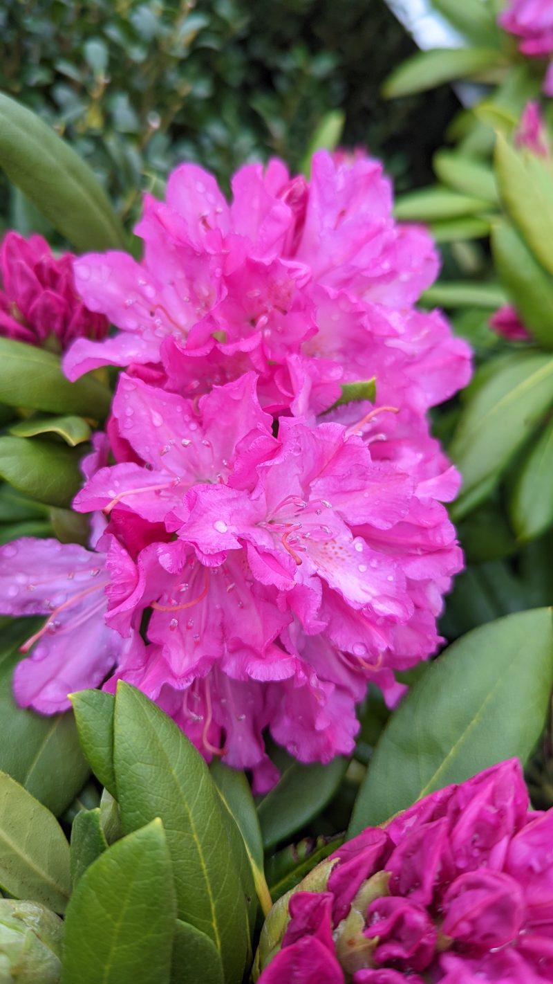 rhododendron roseum pink ars85