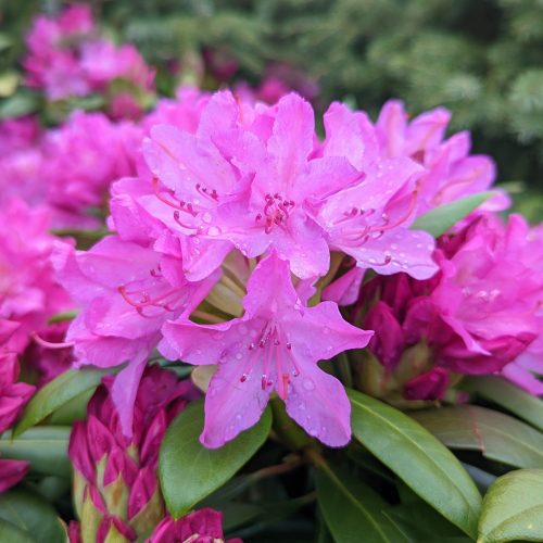 rhododendron roseum pink ars87