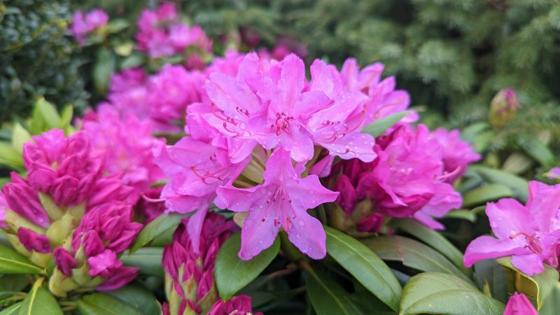 rhododendron roseum pink ars87