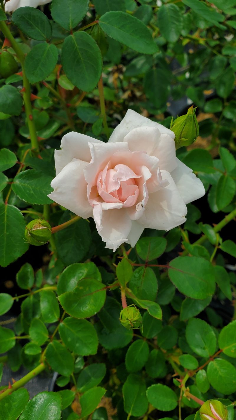 rosa new dawn NV930