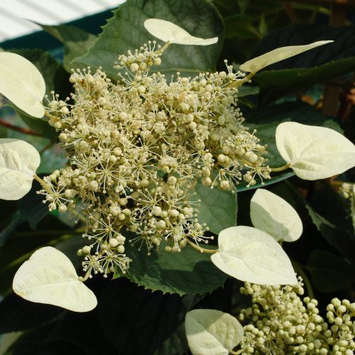 schizophragma moonlight ars034