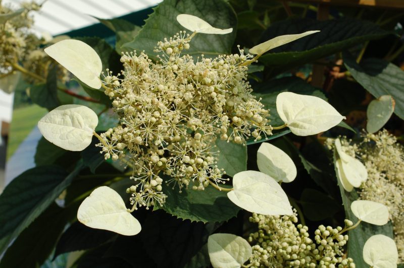 schizophragma moonlight ars034