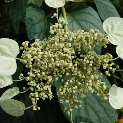 schizophragma moonlight ars036