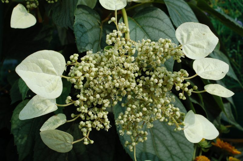 schizophragma moonlight ars036