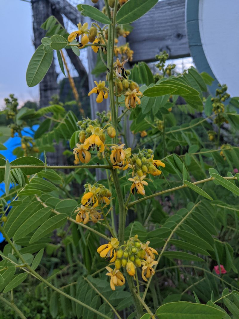 senna hebecarpa ars