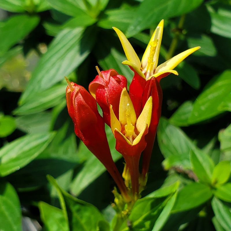 spigelia marilandica little redhead NV390 crop