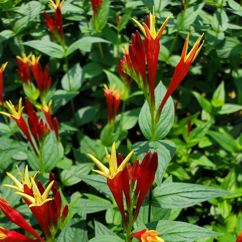 spigelia marilandica little redhead NV432 crop