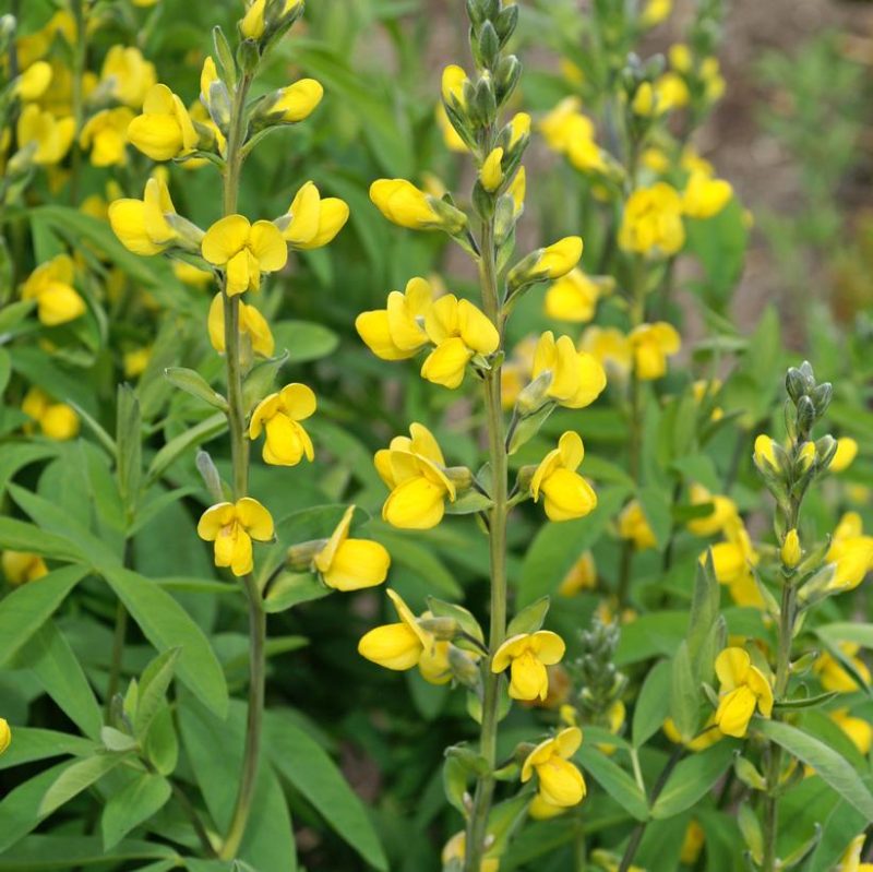 thermopsis