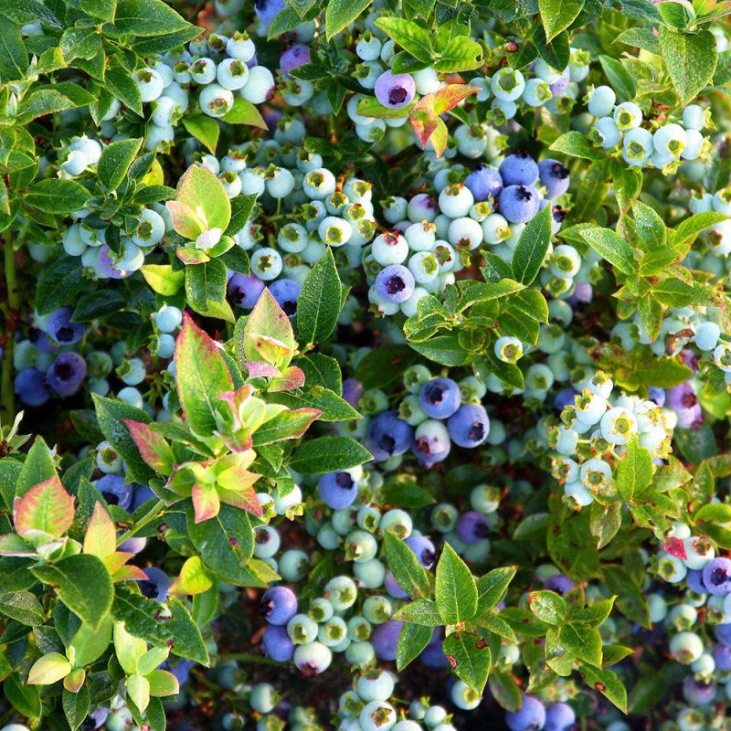 vaccinium JELLY BEAN PHOTO closeuponredtipfoliageandberries crop