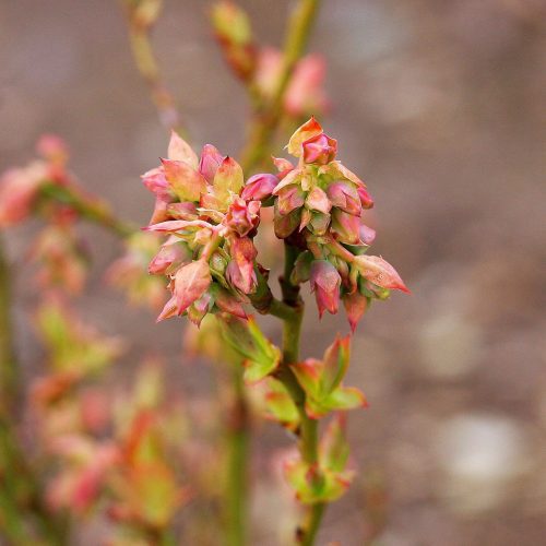 vaccinium JELLY BEAN PHOTO springbloomscloseup 1