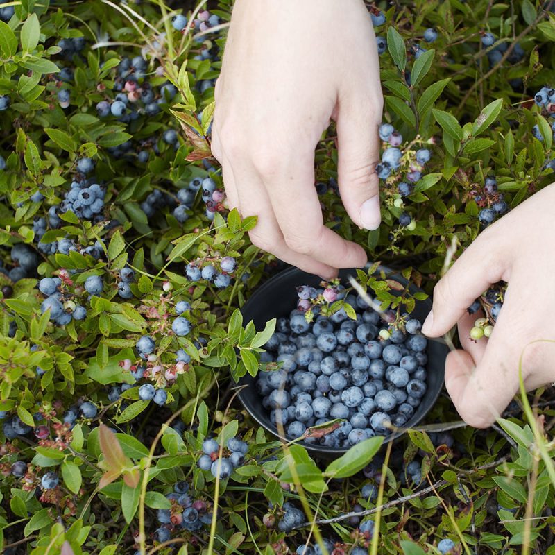 vaccinium angustifolium Cshutterstock 16396573crop