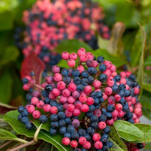 viburnum brandywine berries3 Cpw