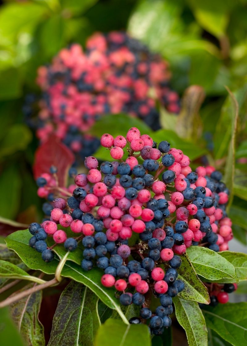 viburnum brandywine berries3 Cpw