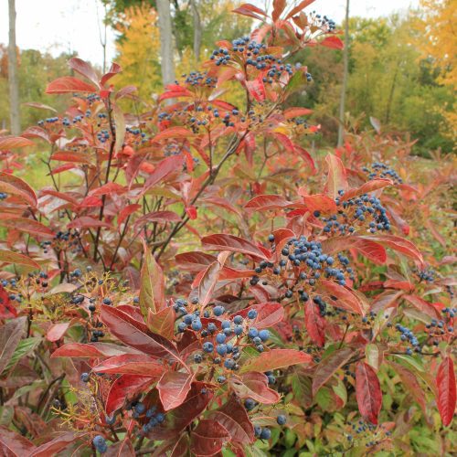 viburnum brandywine berries Cpw