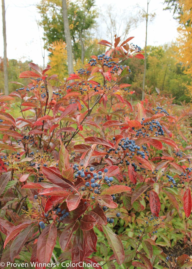 viburnum brandywine berries Cpw