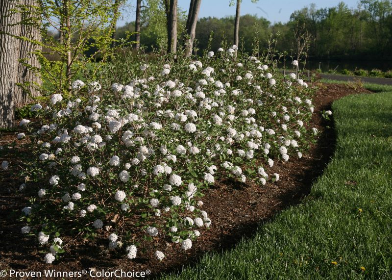 viburnum spice baby Cpw