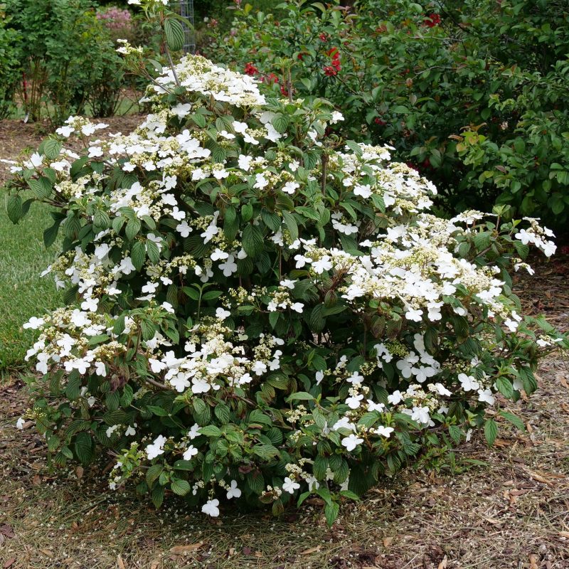 viburnum steady eddy CPW1