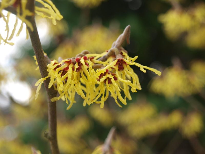 witch hazel flowering shrubs